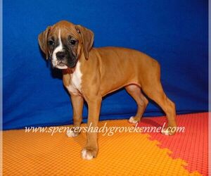 Boxer Puppy for sale in CABOOL, MO, USA