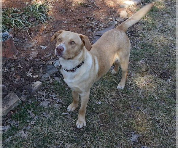Medium Photo #4 Labrador Retriever-Unknown Mix Puppy For Sale in Doylestown, PA, USA