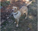 Small #3 Labrador Retriever Mix