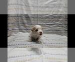 Small Photo #2 Maltipoo Puppy For Sale in BROOKFIELD, MO, USA