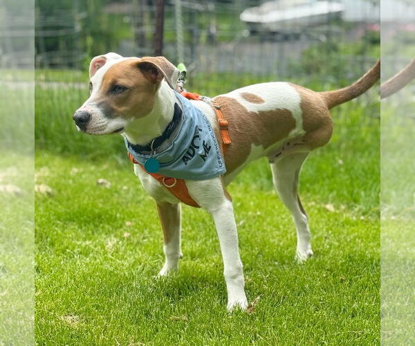 Medium Photo #7 Mutt Puppy For Sale in St. Louis Park, MN, USA