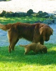 Father of the Golden Retriever puppies born on 05/14/2017