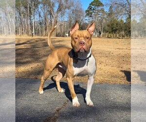 Mother of the American Pit Bull Terrier puppies born on 02/18/2026