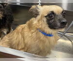 Small Photo #6 Cairanian Puppy For Sale in Lewistown, PA, USA