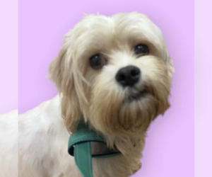 Maltese-Unknown Mix Dogs for adoption in Rockville, MD, USA