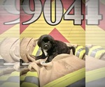 Small Cocker Spaniel Mix