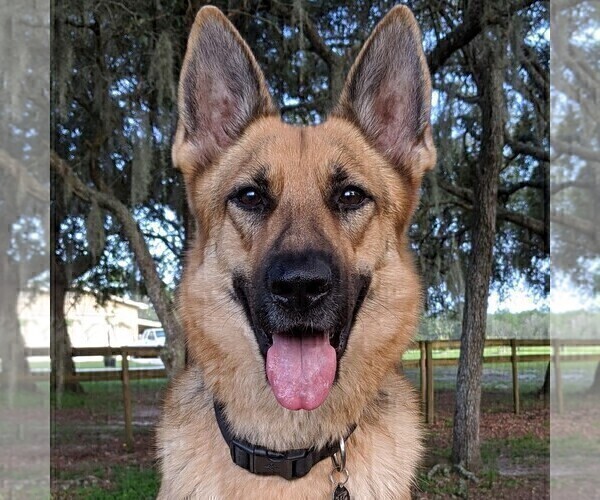 Medium Photo #1 German Shepherd Dog Puppy For Sale in POMONA PARK, FL, USA