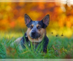 Father of the Australian Cattle Dog puppies born on 09/10/2022