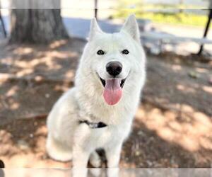 Medium Siberian Husky