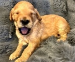 Puppy 3 Goldendoodle