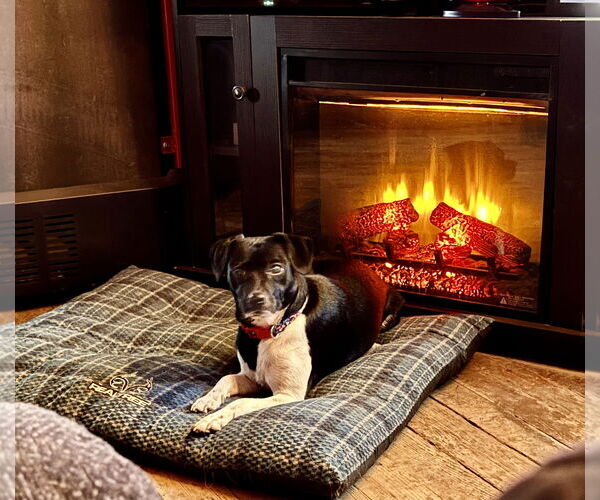 Medium Photo #2 Mutt Puppy For Sale in Rootstown, OH, USA