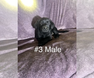 Labrador Retriever Puppy for sale in OKMULGEE, OK, USA