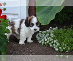 Small Photo #4 Shih-Poo Puppy For Sale in GREENWOOD, WI, USA