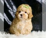 Small Photo #46 Maltipoo (Miniature) Puppy For Sale in WARSAW, IN, USA