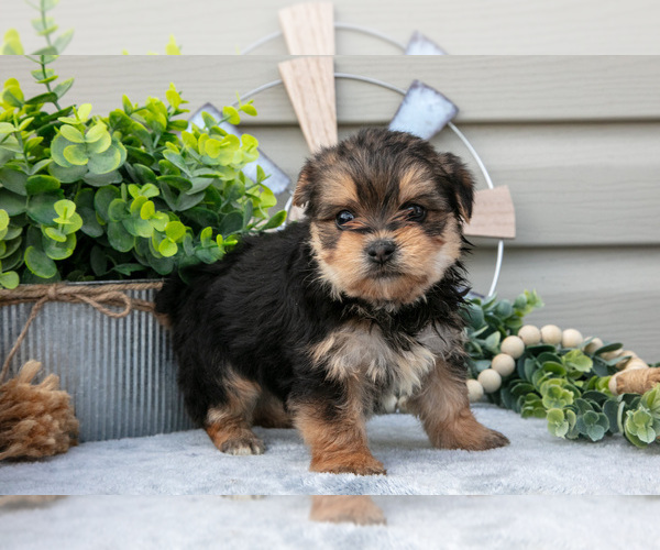 Medium Photo #3 Yorkshire Terrier Puppy For Sale in BRYANT, IN, USA