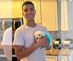 Small #13 Maltese