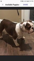 Mother of the Olde English Bulldogge puppies born on 01/09/2017