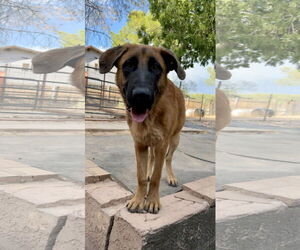 German Shepherd Dog-Unknown Mix Dogs for adoption in Cottonwood, AZ, USA