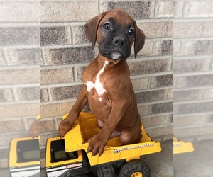 Boxer Puppy for Sale in MIDDLEBURY, Indiana USA