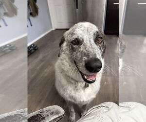Bolt - Male Pyrenees Catahoula Dog for Adoption - Photo #8