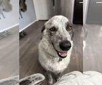 Small #7 Great Pyrenees Mix