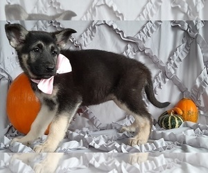 German Shepherd Dog Puppy for sale in LANCASTER, PA, USA