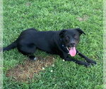 Small #2 Labrador Retriever Mix