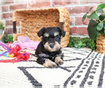 Small #2 Schnauzer (Miniature)