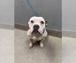 Small Bulldog Mix