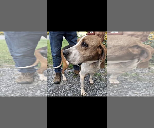 Medium Photo #4 Treeing Walker Coonhound Puppy For Sale in Westminster, MD, USA