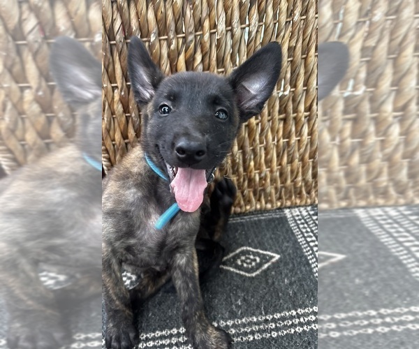 Medium Photo #5 Dutch Shepherd Dog Puppy For Sale in COMMERCE, GA, USA