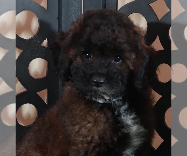 Medium Photo #2 Poodle (Miniature) Puppy For Sale in MOUNT VERNON, OH, USA