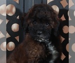 Small #1 Poodle (Miniature)