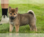 Small #32 Shiba Inu