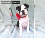 Small #1 Boston Terrier
