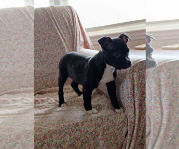 Medium Photo #7 Mutt Puppy For Sale in Holly Springs, NC, USA