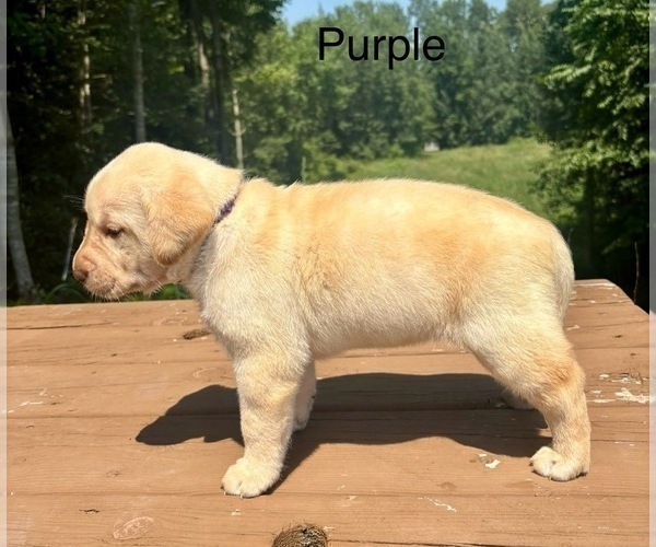 Medium Photo #6 Labrador Retriever Puppy For Sale in STANLEY, WI, USA