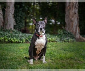 Medium American Pit Bull Terrier-Great Dane Mix