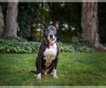 Small American Pit Bull Terrier-Great Dane Mix