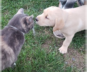 Labrador Retriever Puppy for sale in OLYMPIA, WA, USA