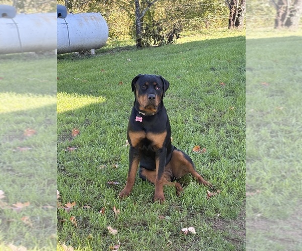 Medium Photo #1 Rottle Puppy For Sale in MARIETTA, OH, USA