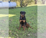 Small Photo #1 Rottle Puppy For Sale in MARIETTA, OH, USA