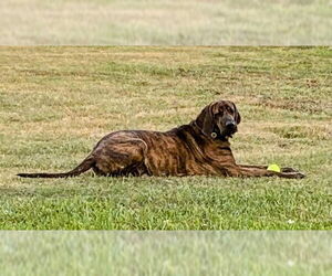 Bloodhound-Brazilian Mastiff Mix Dogs for adoption in Jasper, AL, USA