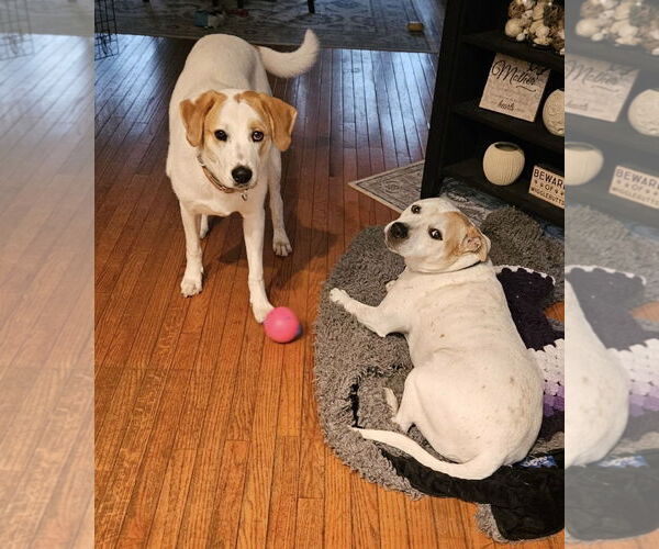 Medium Photo #14 Great Pyrenees-Unknown Mix Puppy For Sale in Mount Laurel, NJ, USA