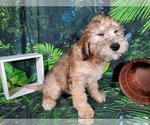 Small Photo #14 Goldendoodle (Miniature) Puppy For Sale in BLACK FOREST, CO, USA
