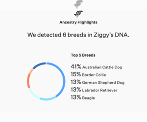 Ziggy - Female Border Collie-Unknown Mix Dog for Adoption - Photo #10