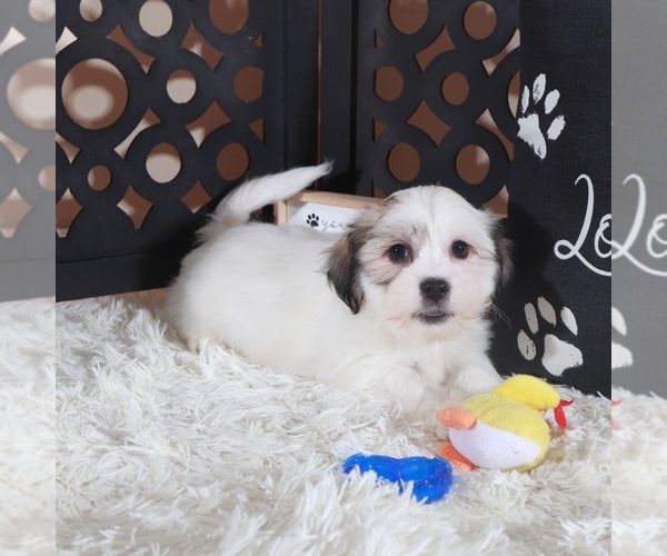 Medium Photo #4 Zuchon Puppy For Sale in MOUNT VERNON, OH, USA