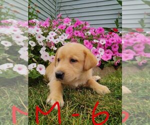 Labrador Retriever Puppy for sale in CLARE, MI, USA