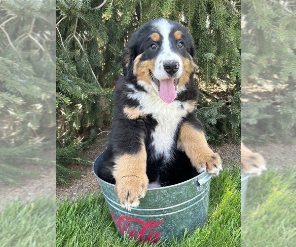 Medium Photo #4 Bernese Mountain Dog Puppy For Sale in MIDDLEBURY, IN, USA
