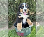 Small Photo #4 Bernese Mountain Dog Puppy For Sale in MIDDLEBURY, IN, USA
